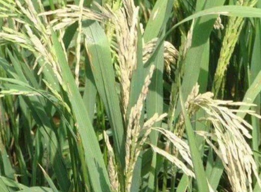 水稻穗頸瘟&ldquo;隻能預防，不能治&rdquo;，肥量高、株密發生風險（xiǎn）高