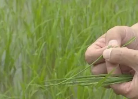 水稻病（bìng）蟲害來襲 江夏打響萬畝（mǔ）稻田&ldquo;保（bǎo）衛戰&rdquo;