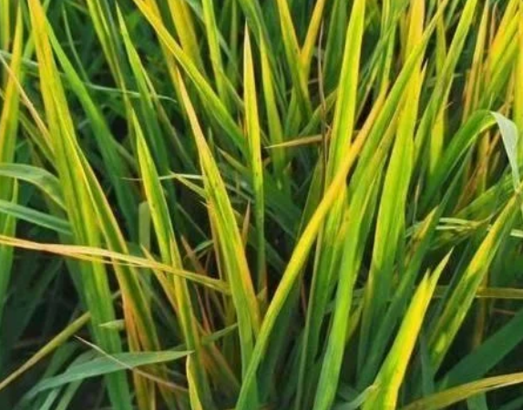 田間（jiān）水稻一片&ldquo;火紅&rdquo;，細條病、赤枯病（bìng）、稻瘟病如何區別防治？